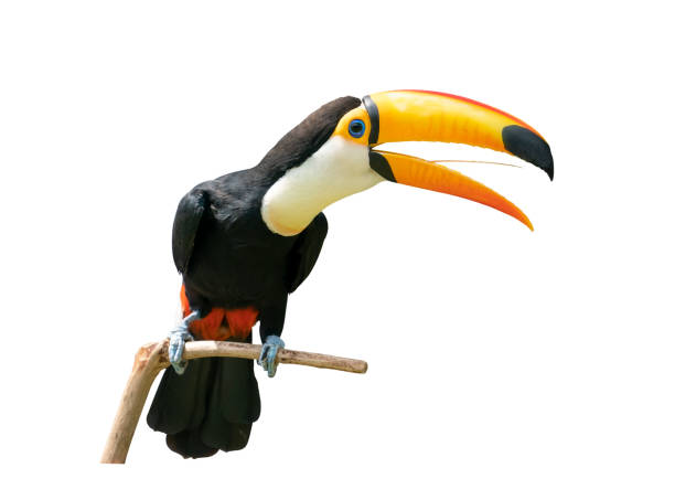 istock Toucan bird in a tree branch on white isolated background 1204601291