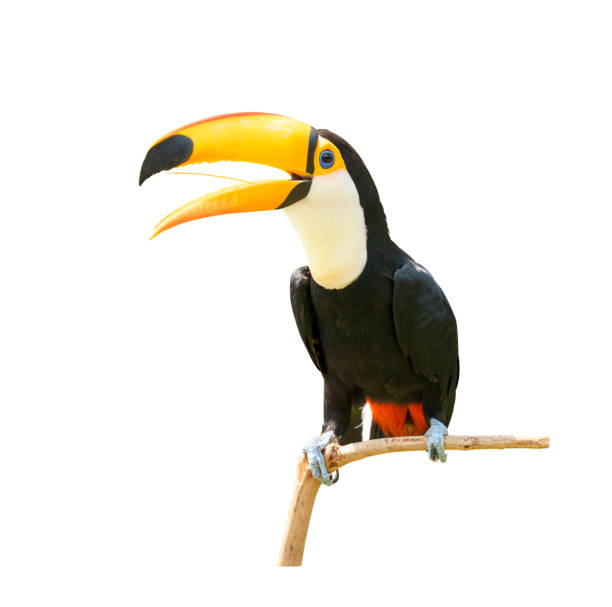 istock Toucan bird in a tree branch on white isolated background 1204601301