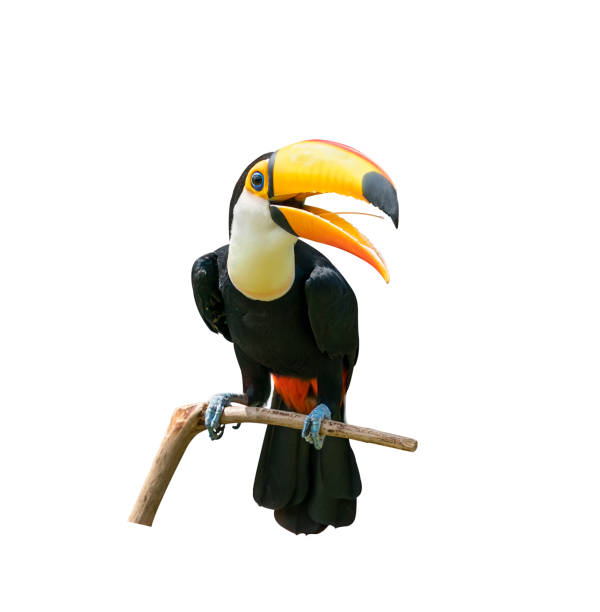 toucan vogel in einem baumzweig auf weißem isolierten hintergrund - einzelnes tier fotos stock-fotos und bilder