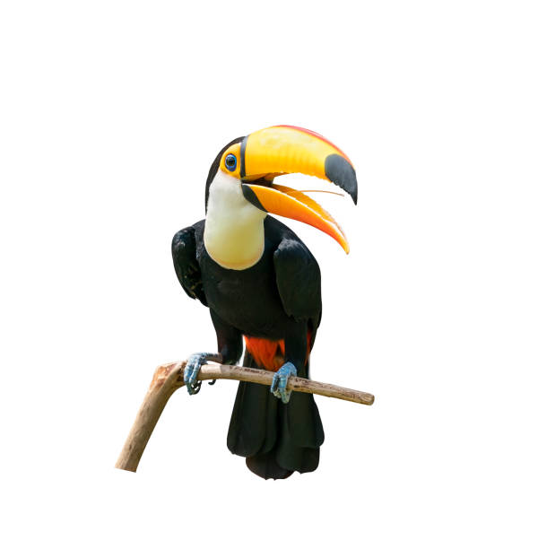 istock Toucan bird in a tree branch on white isolated background 1204601302