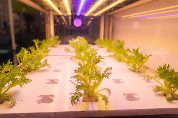 istock Greenhouse vegetables Plant with Led Light Indoor Farm Technology 1204601347