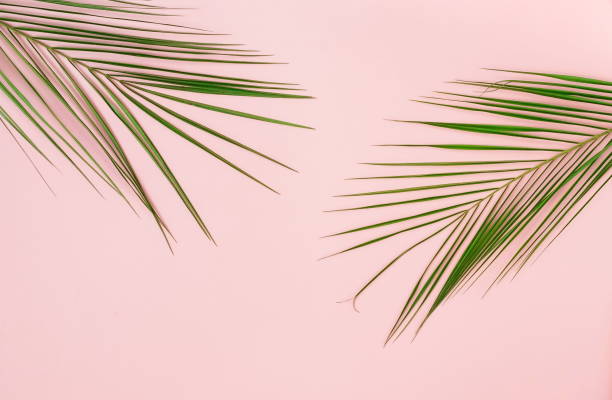 istock tropical green palm leaves , branches pattern frame on a pink background. top view.copy space.abstract. 1204601535