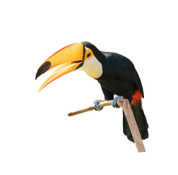 istock Toucan bird in a tree branch on white isolated background 1204601560
