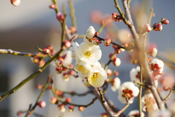 istock plum blossoms blooming from winter to spring in Japan 1204601568