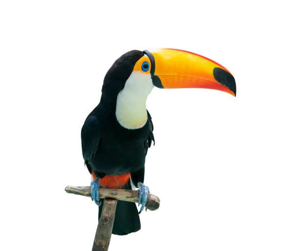 istock Toucan bird in a tree branch on white isolated background 1204601574