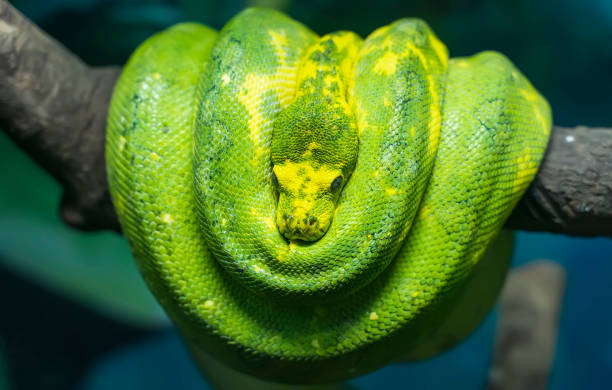 python vert d’arbre enroulé autour d’une branche morte d’arbre - green tree python photos et images de collection