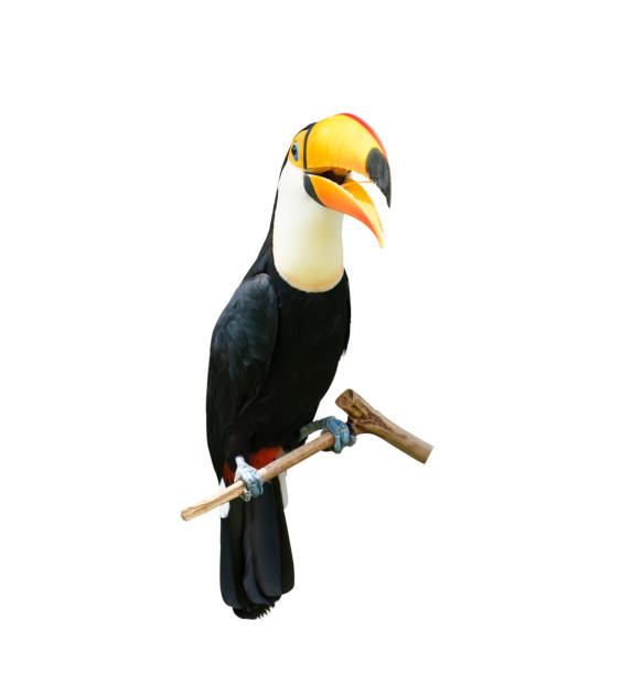 istock Toucan bird in a tree branch on white isolated background 1204601589