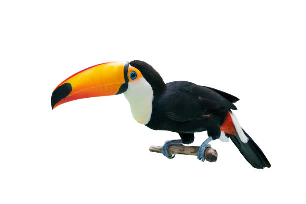 istock Toucan bird in a tree branch on white isolated background 1204601714