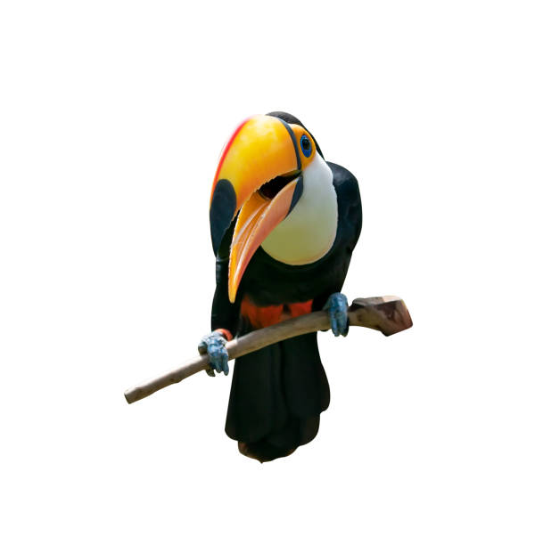 istock Toucan bird in a tree branch on white isolated background 1204601726