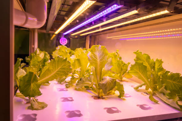 istock Greenhouse vegetables Plant with Led Light Indoor Farm Technology 1204601775