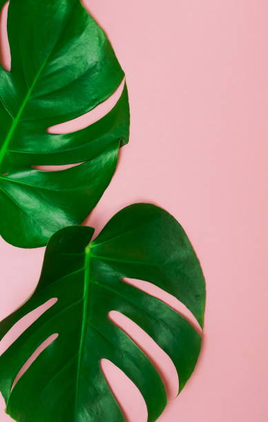 istock tropical green monstera leaves , branches pattern frame on a pink background. top view.copy space.abstract. 1204601830