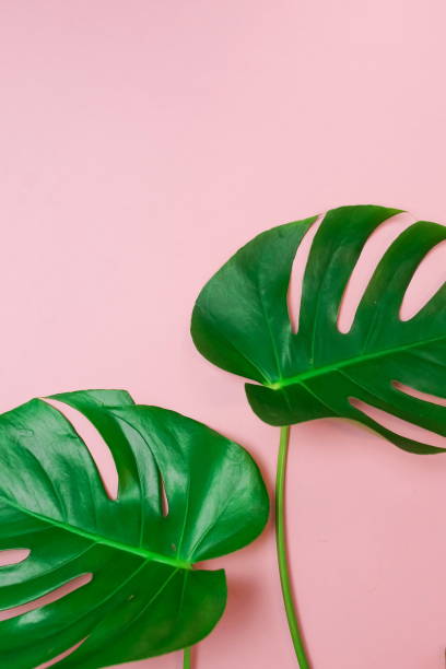 istock tropical green monstera leaves , branches pattern frame on a pink background. top view.copy space.abstract. 1204601912