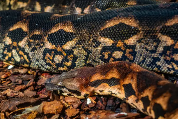 Single Malagasy Ground Boa - latin Acrantophis madagascariensis - tropical bold snake known also as Madagascar Boa natively inhabiting an island of Madagascar, in an zoological garden terrarium