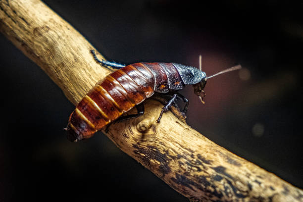 Single Madagascar Hissing Cockroach known also as Hisser in an zoological garden terrarium stock photo