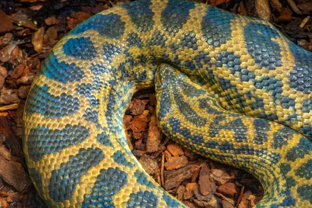 Single Yellow Anaconda - latin Eunectes notaeus - snake known also as Paraguayan anaconda natively inhabiting tropical South America, in an zoological garden terrarium