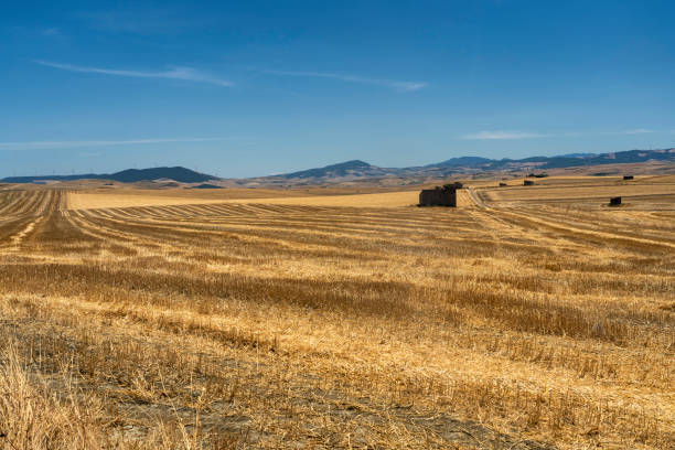 istock Rural landscape in Basilicata at summer 1204602940