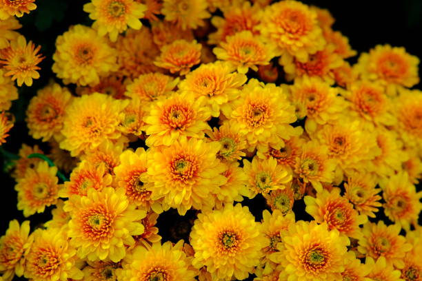 istock Yellow flowers in garden background 1204603217