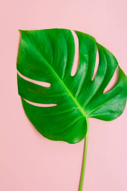 istock tropical green monstera leaf on a pink background. top view.copy space.minimal floral card. 1204603254