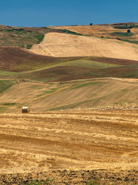 istock Rural landscape in Apulia at summer 1204603257