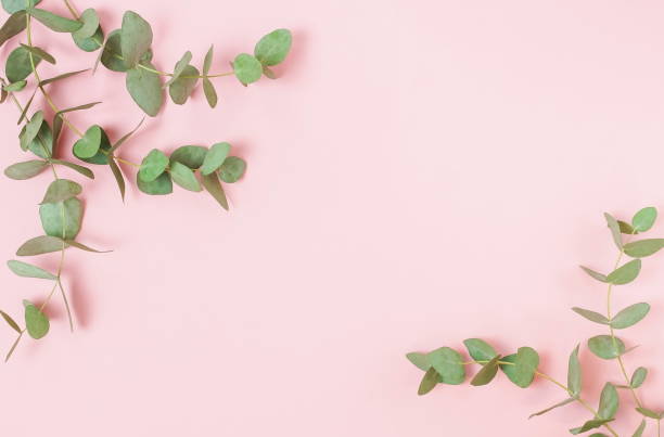 istock green eucalyptus leaves, branches frame on a pastel pink background. flat lay, top view. copy space 1204603386
