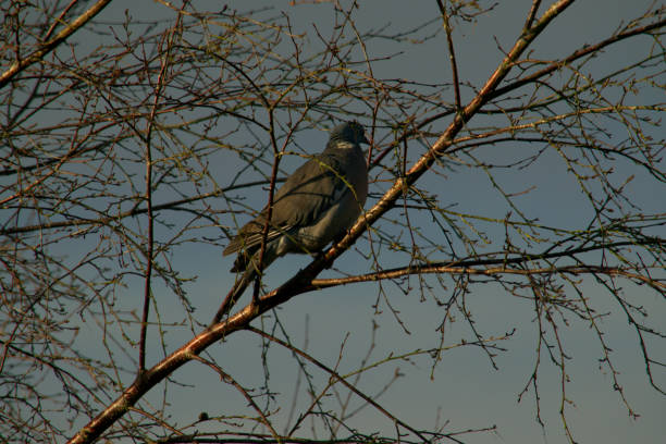 istock Wood pigeon or collared dove in a tree. 1204603579