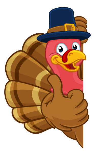Turkey Pilgrim Hat Thanksgiving Cartoon Character Pilgrim Turkey Thanksgiving bird animal cartoon character wearing a pilgrims hat. Peeking around a background sign and giving a thumbs up funny thanksgiving stock illustrations