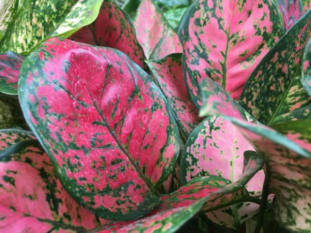 istock Beautiful red leaves in the house 1204604875
