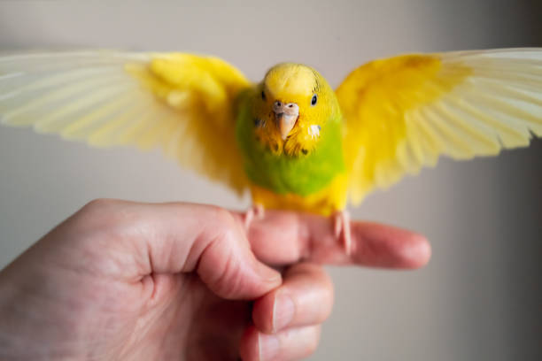 사람의 손가락과 손에서 이륙 노란색과 녹색 budgerigar 앵무새 애완 동물.  작은 새는 그녀의 날개를 가득 차있다. - 순한 뉴스 사진 이미지