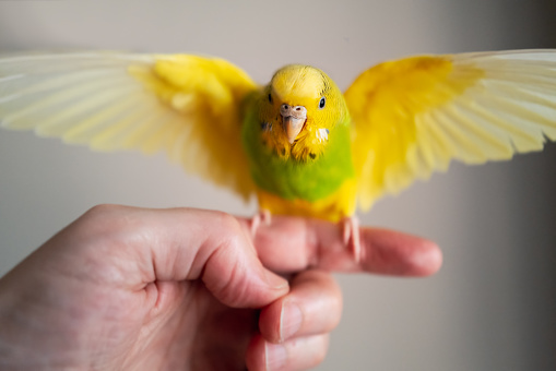 Yellow and green budgerigar parakeet pet taking off from the finger and hand of a person.  The little bird has her wings at full span.