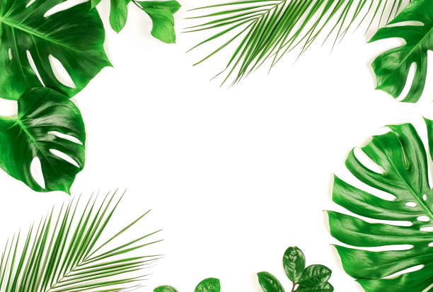 istock tropical green palm, monstera leaves, branches pattern frame on a white background. top view.copy space.floral card 1204605192