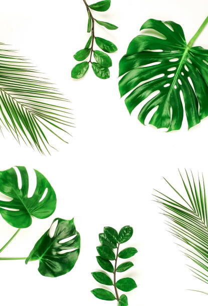 istock tropical green palm, monstera leaves, branches pattern frame on a white background. top view.copy space.floral card 1204605233