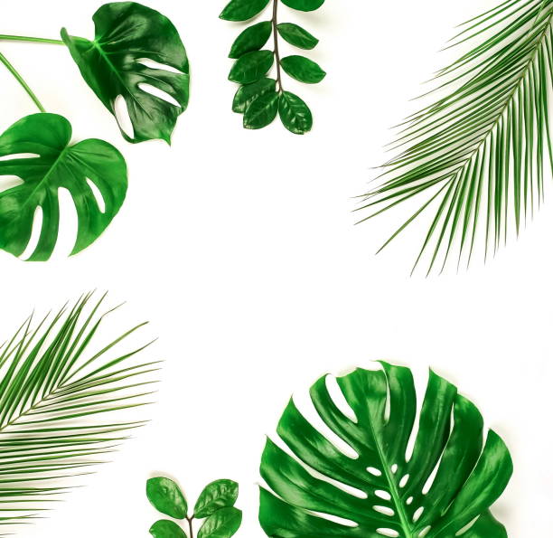 istock tropical green palm, monstera leaves, branches pattern frame on a white background. top view.copy space.floral card 1204605296