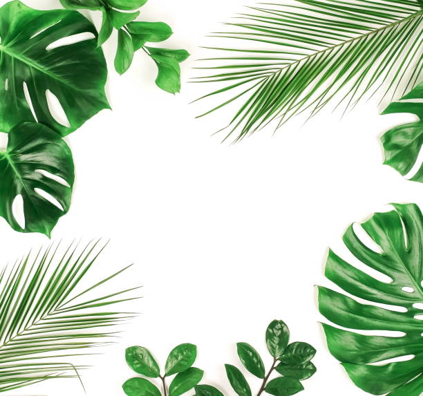 istock tropical green palm, monstera leaves, branches pattern frame on a white background. top view.copy space.floral card 1204605328