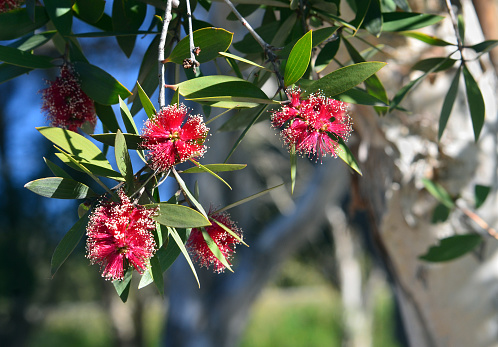 Red flowers and white bark of the Broad-leaved Paperbark, Melaleuca viridiflora, family Myrtaceae. Native to tropical northern Australia and South east Asia.