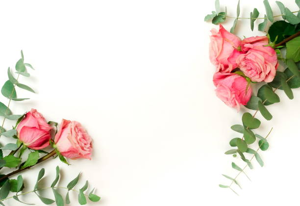 istock Beautiful pink roses isolated on white background top view, copy space. 1204609249