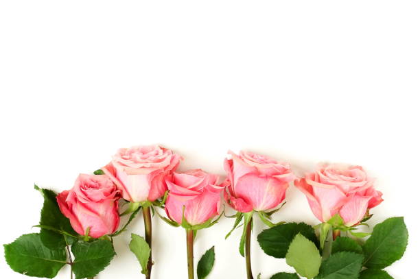 istock Beautiful pink roses isolated on white background top view, copy space. 1204609531