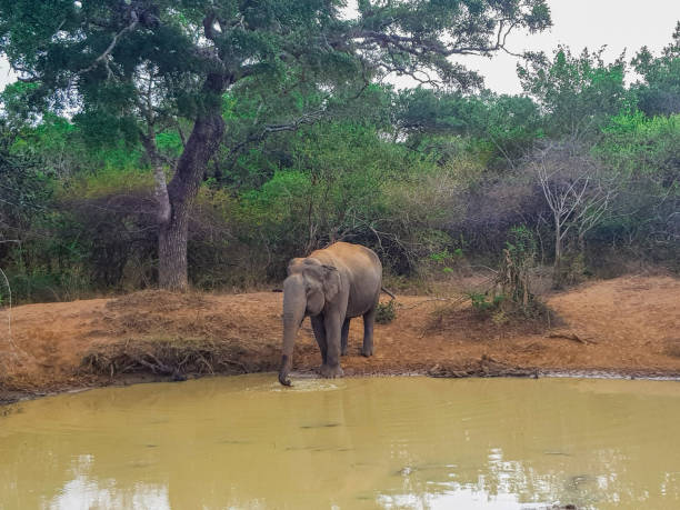 istock Elephant in Yala National Park, Sri Lanka 1204609713