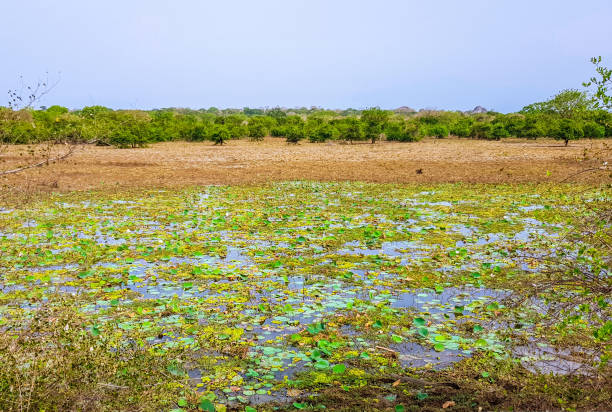 istock Lake with water lily in Yala National Park 1204610405
