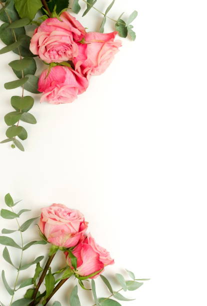 istock Beautiful pink roses isolated on white background top view, copy space. 1204610417