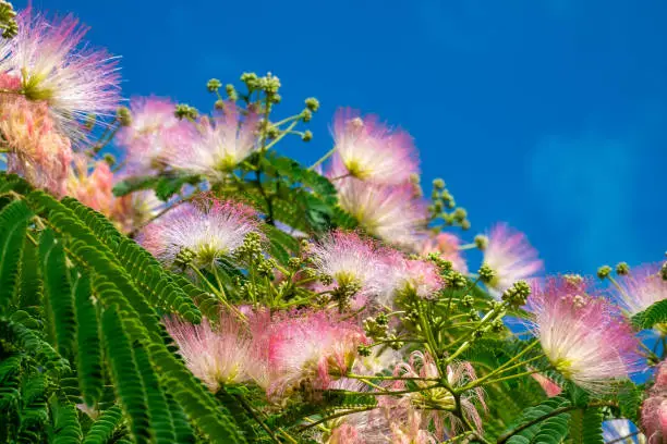 It's time for pink silky beauty. In Gelendzhik, Acacia Lankaran blossomed on the embankments, in parks and squares. Pink fluffy flowers above openwork finely chopped leaves.