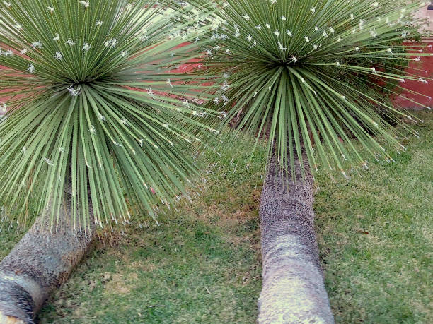 istock Echium wilpretii tajinaste 1204611259