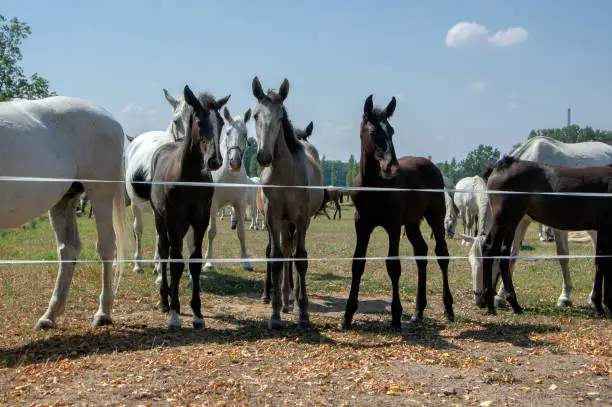Photo of Kladruby nad Labem, Czech horse breed, Starokladruby white domesticated horses and foals on pasture during hot summer sunny day
