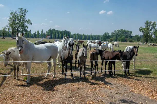 Photo of Kladruby nad Labem, Czech horse breed, Starokladruby white domesticated horses and foals on pasture during hot summer sunny day