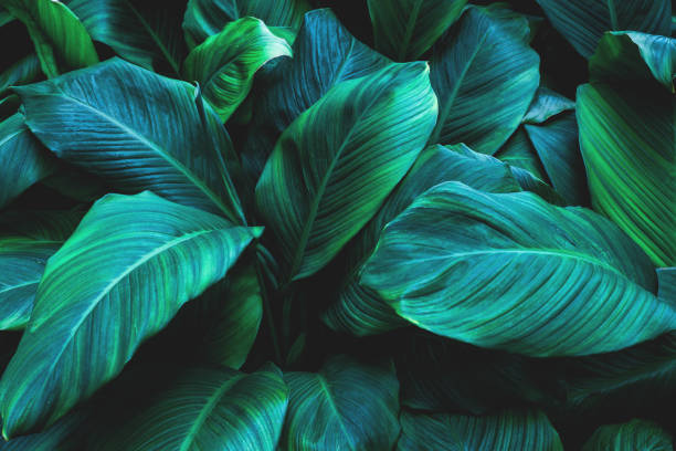 istock abstract leaves of Spathiphyllum cannifolium 1204612640