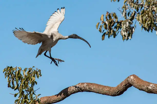 An Australian white ibis, Threskiornis molucca, also called bin chicken for its habit of scavenging on rubbish bins, about to land on a tree branch