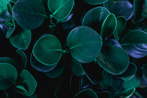 istock closeup nature view of green leaf 1204613832
