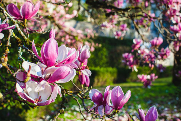 istock a beautiful view on the magnolia tree in a park 1204614328