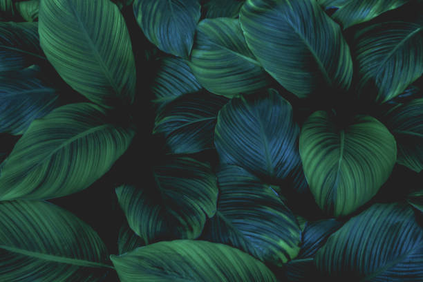 istock abstract leaves of Spathiphyllum cannifolium 1204615312