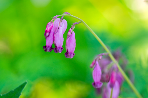 Dicentra eximia beautiful springtime flowers in bloom, ornamental pink purple flowering plant, green leaves and stem