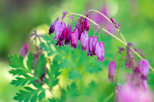 Dicentra eximia beautiful springtime flowers in bloom, ornamental pink purple flowering plant, green leaves and stem